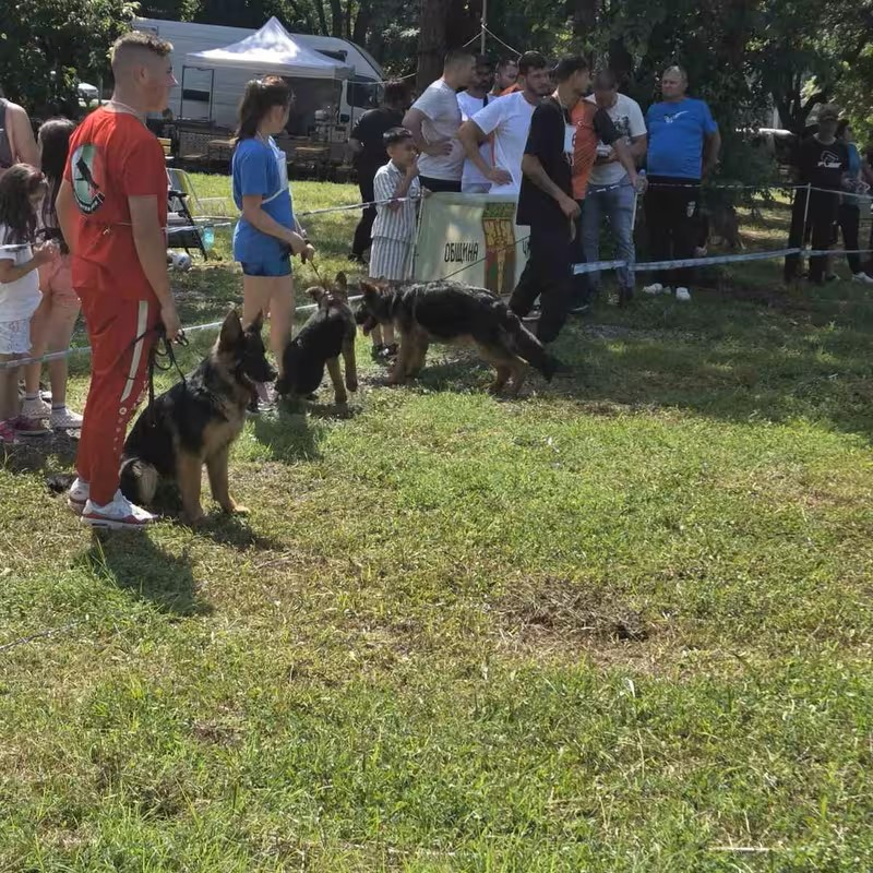 happy-dog-nemski-ovcharki-chirpan-2026-gallery-04.PNG