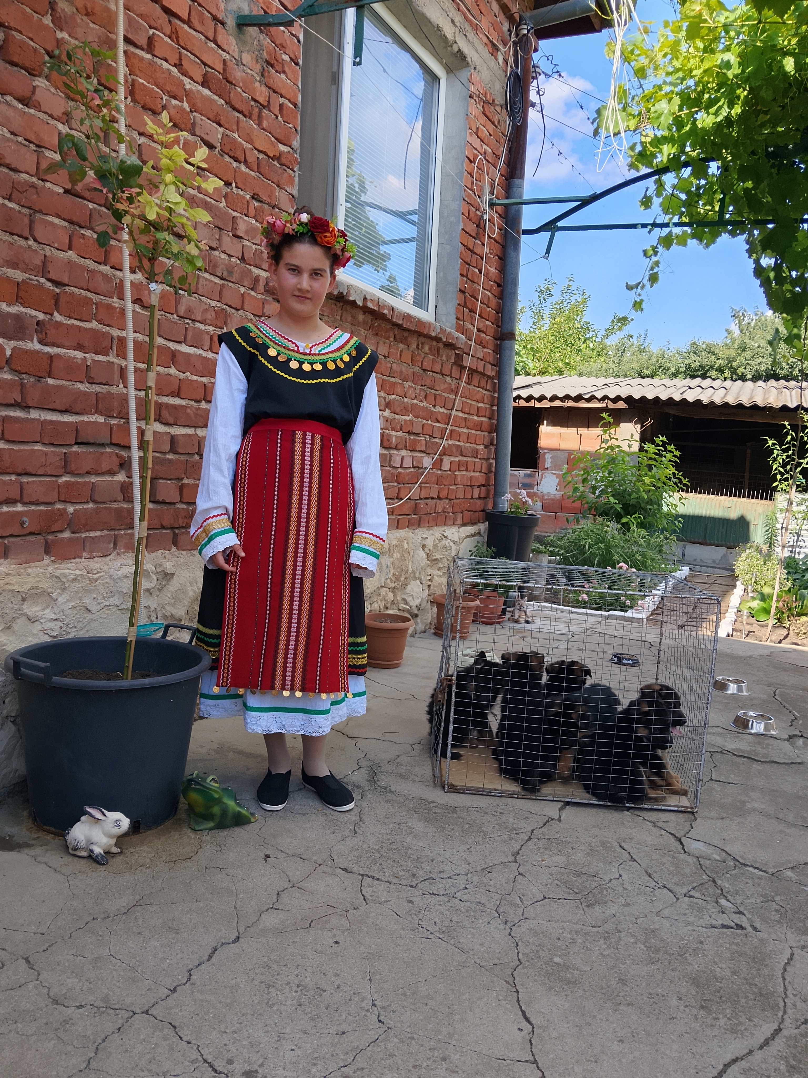 Свободни немски овчарки родени на 07.05.2026г