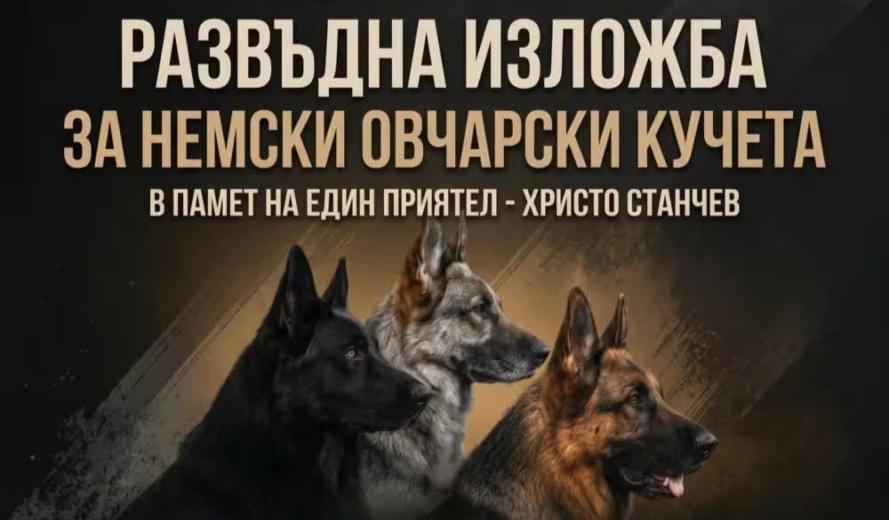 Развъдна изложба за немски овчарски кучета